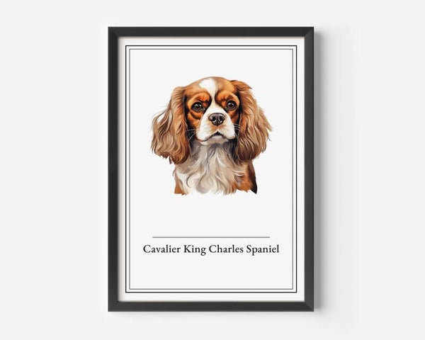 Cavalier King Charles Spaniel
