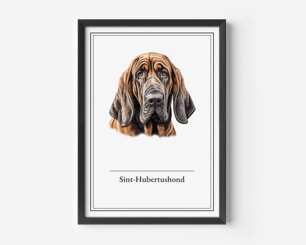 Sint-Hubertushond