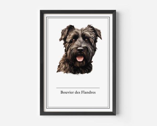 Bouvier des Flandres