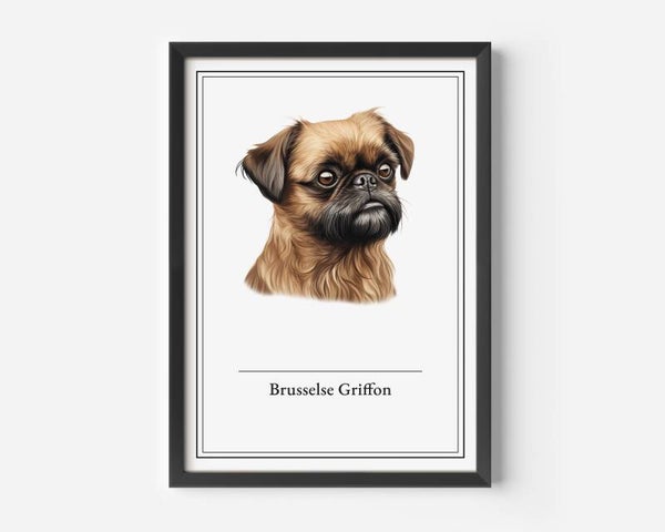 Brusselse Griffon