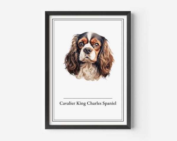 Cavalier King Charles Spaniel