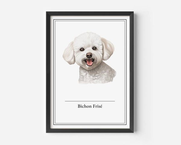 Bichon