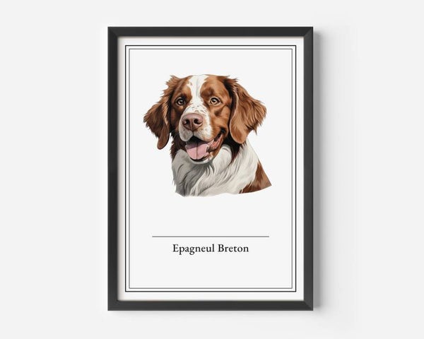 Epagneul Breton