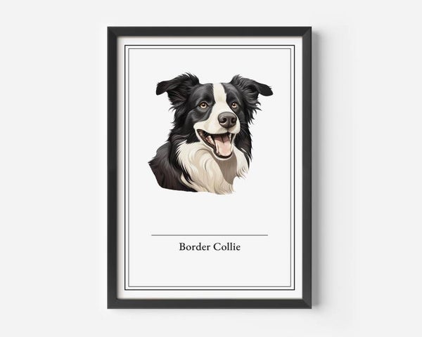 Border Collie