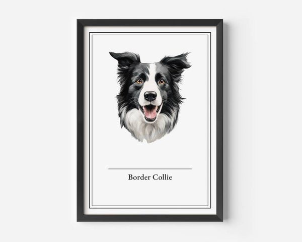 Border Collie