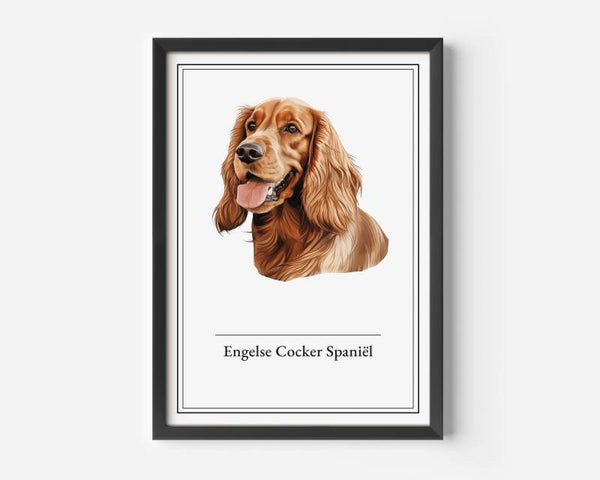 Engelse Cocker Spaniël