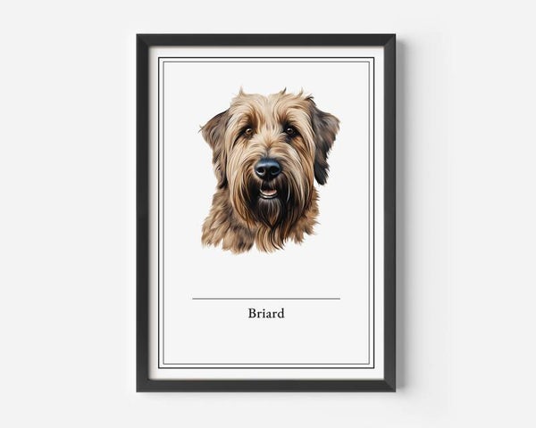Briard