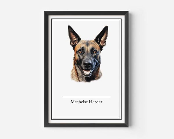 Mechelse Herder