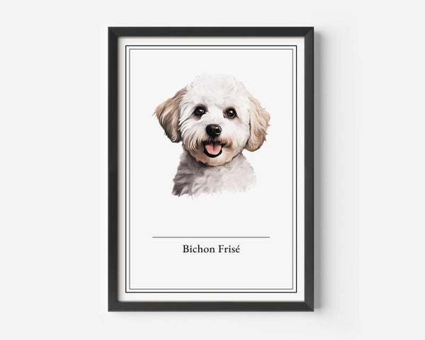 Bichon