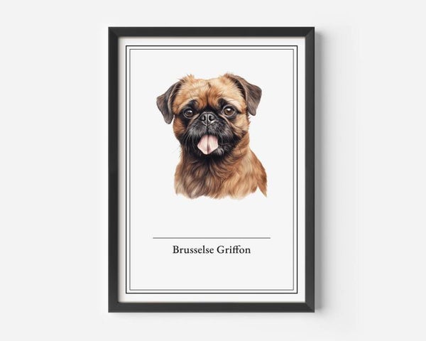 Brusselse Griffon