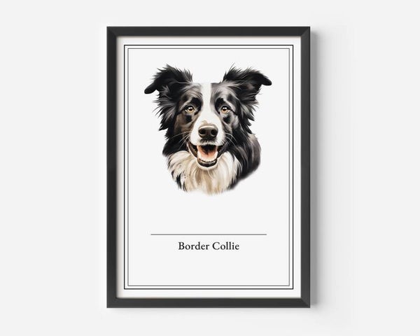Border Collie
