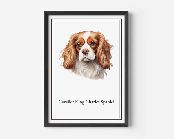 Cavalier King Charles Spaniel