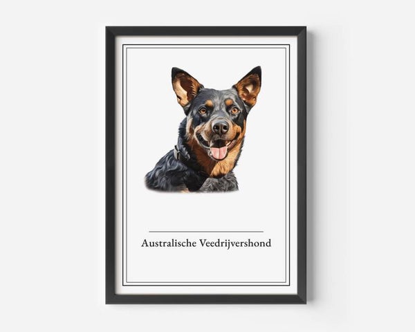 Australische Veedrijvershond