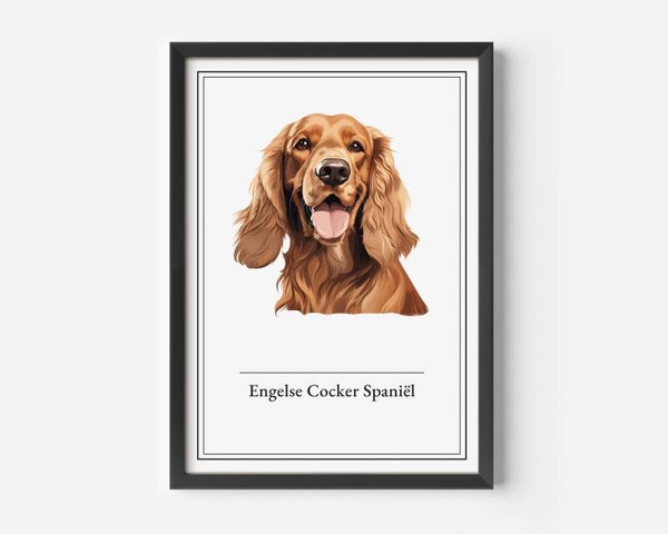 Engelse Cocker Spaniël