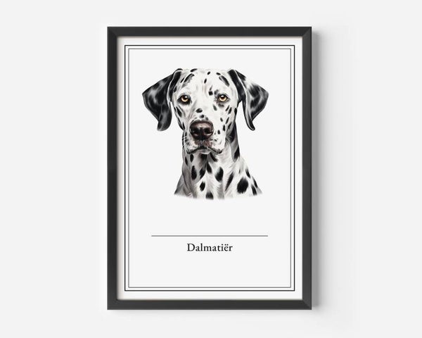 Dalmatiër