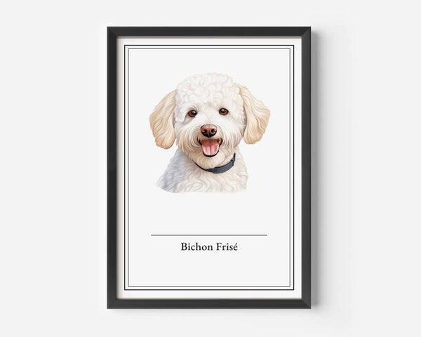 Bichon