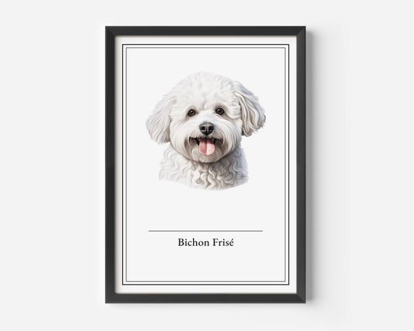 Bichon