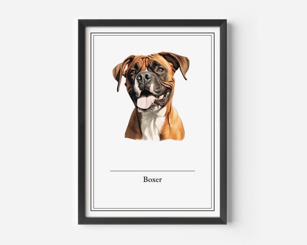 Boxer