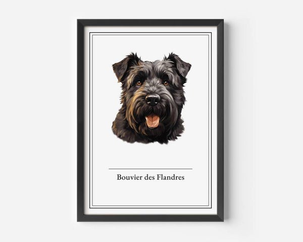 Bouvier des Flandres