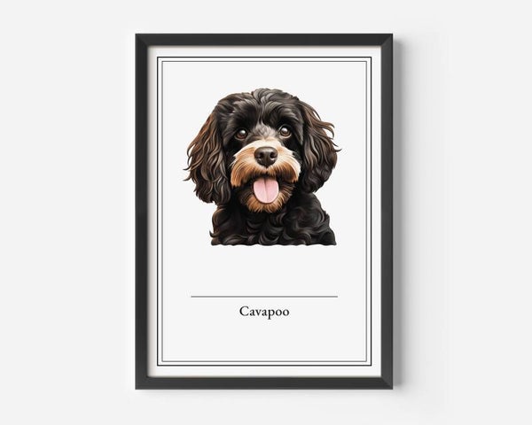 Cavapoo