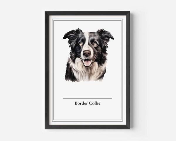 Border Collie