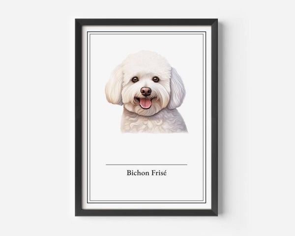 Bichon