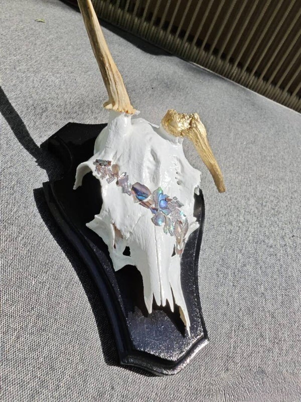 Rehgehörn mit Muschelbruch