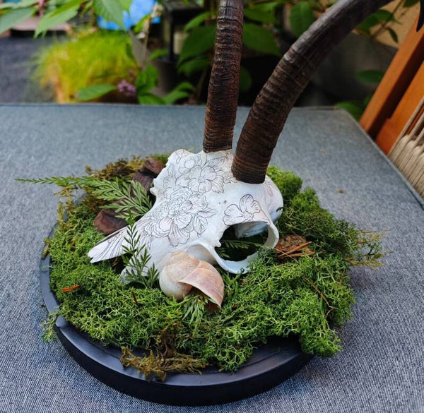 Gamsgehörn auf Moos
