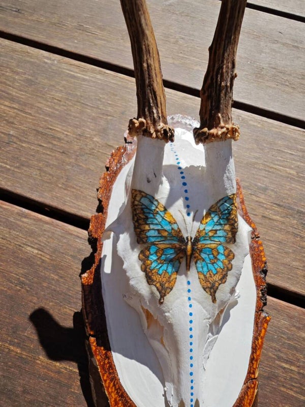Rehgehörn Butterfly