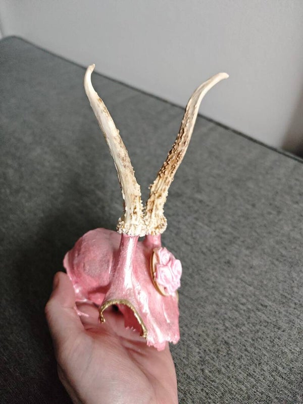 Rehgehörn Pink/Rehschädel