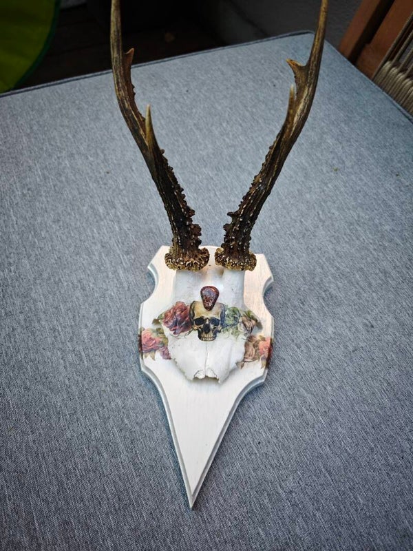 Rehgehörn Totenkopf