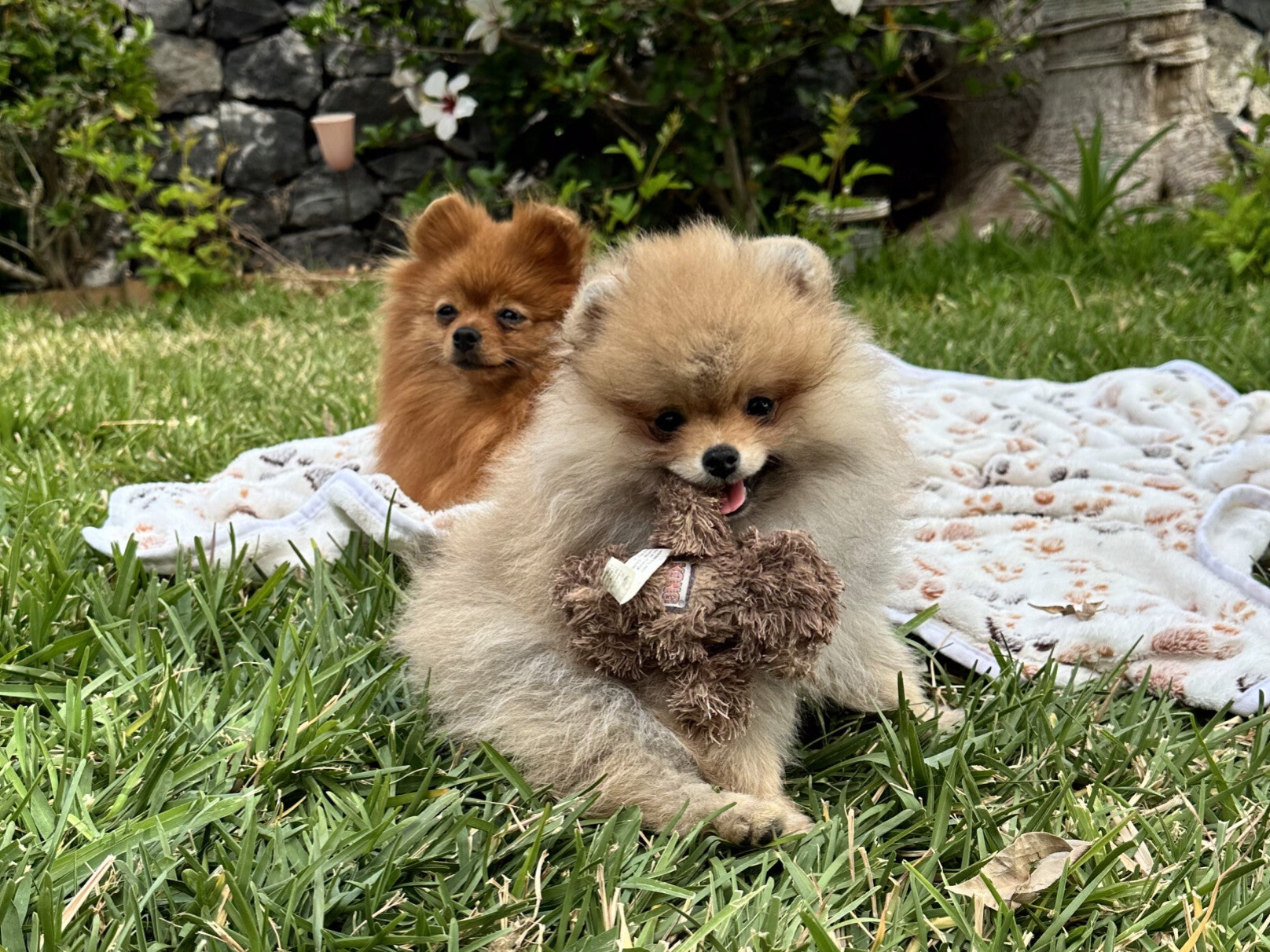 cachorros de Pomerania