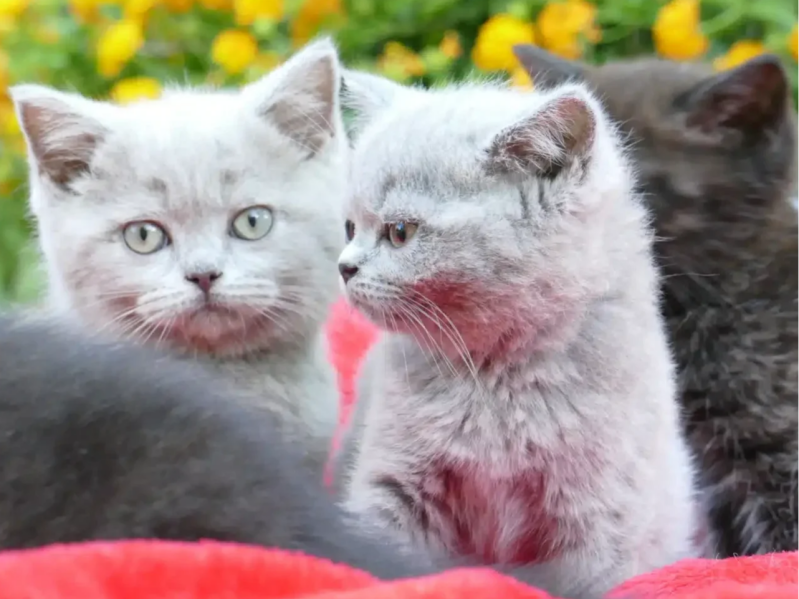 Cachorros de British shorthair