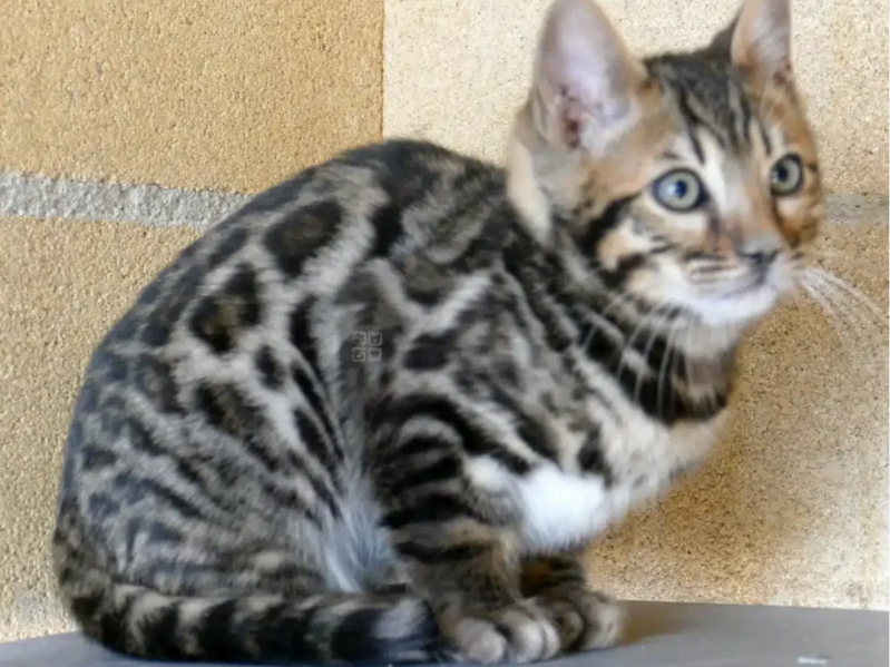 Cachorros de Bengalí