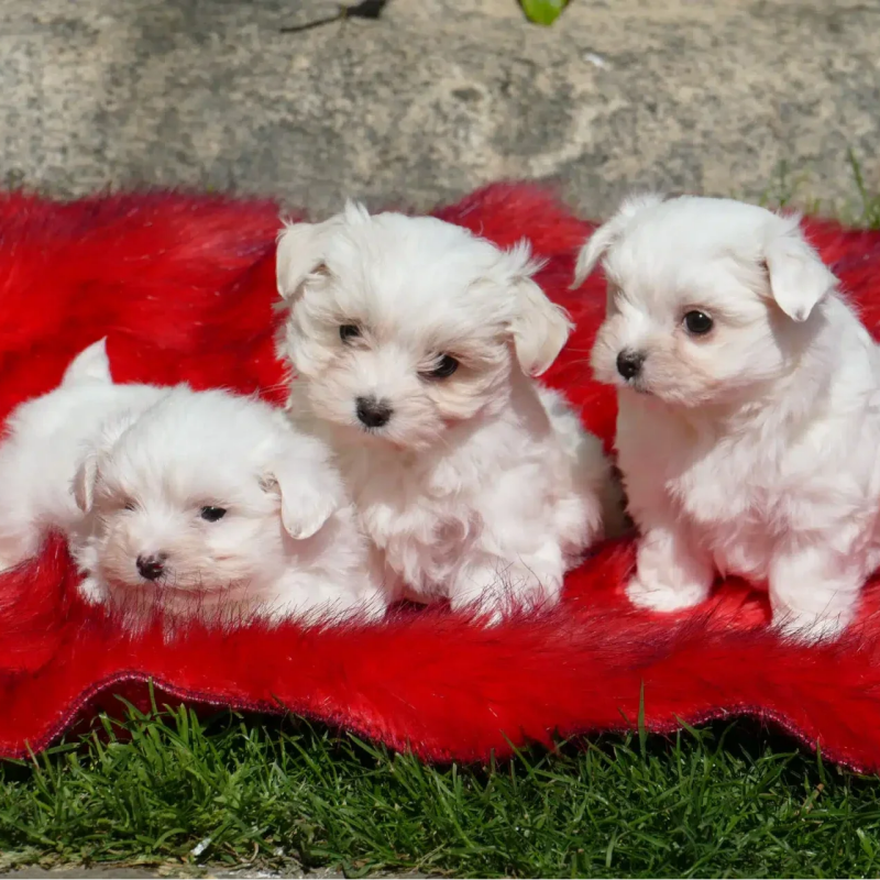 Cachorros de Bichón Maltés