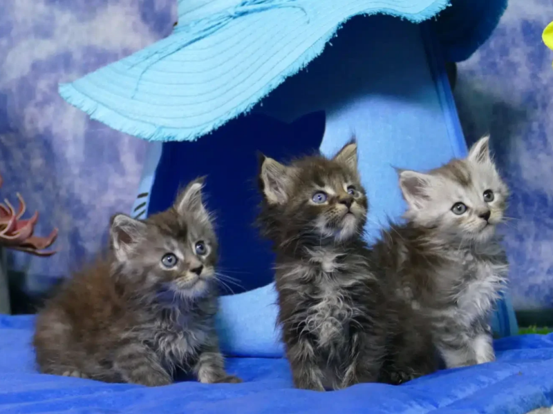 Cachorros de Maine coon