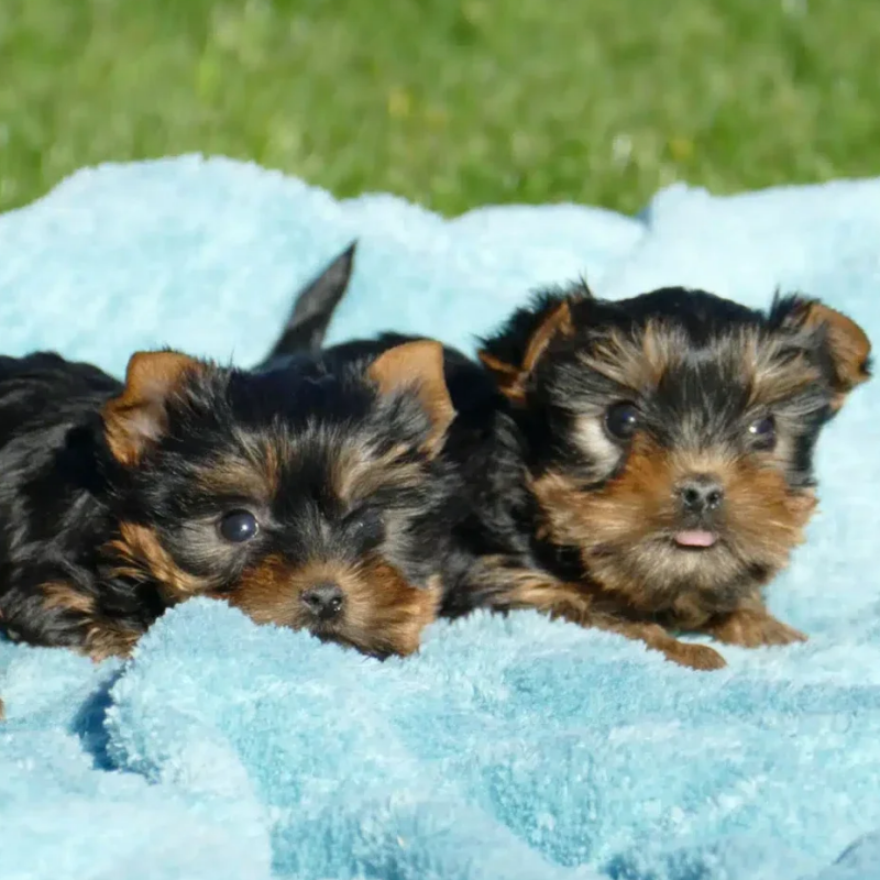 Cachorros de Yorkshire