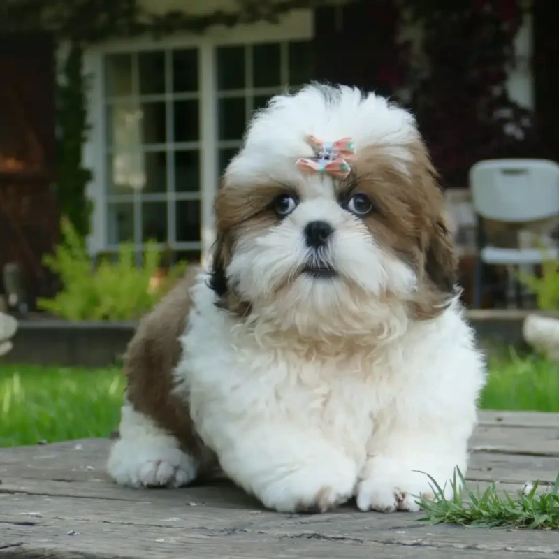 Cachorros de Shih tzu