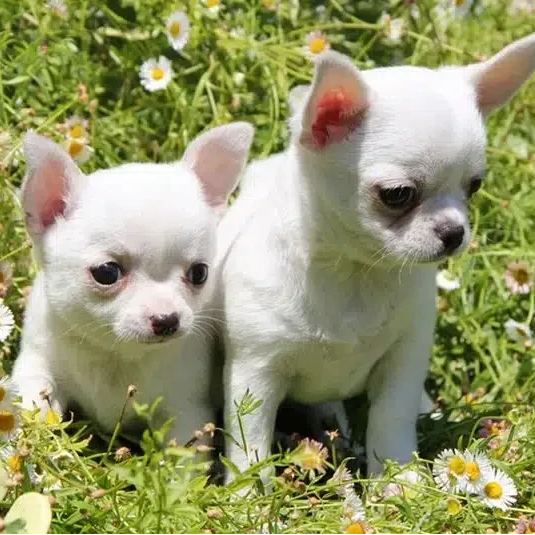 Cachorros de Chihuahua