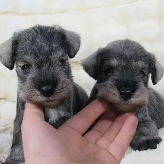 Cachorros de Schnauzer