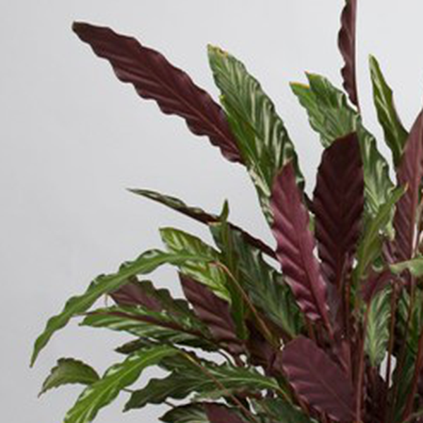 CALATHEA RUFIBARBA