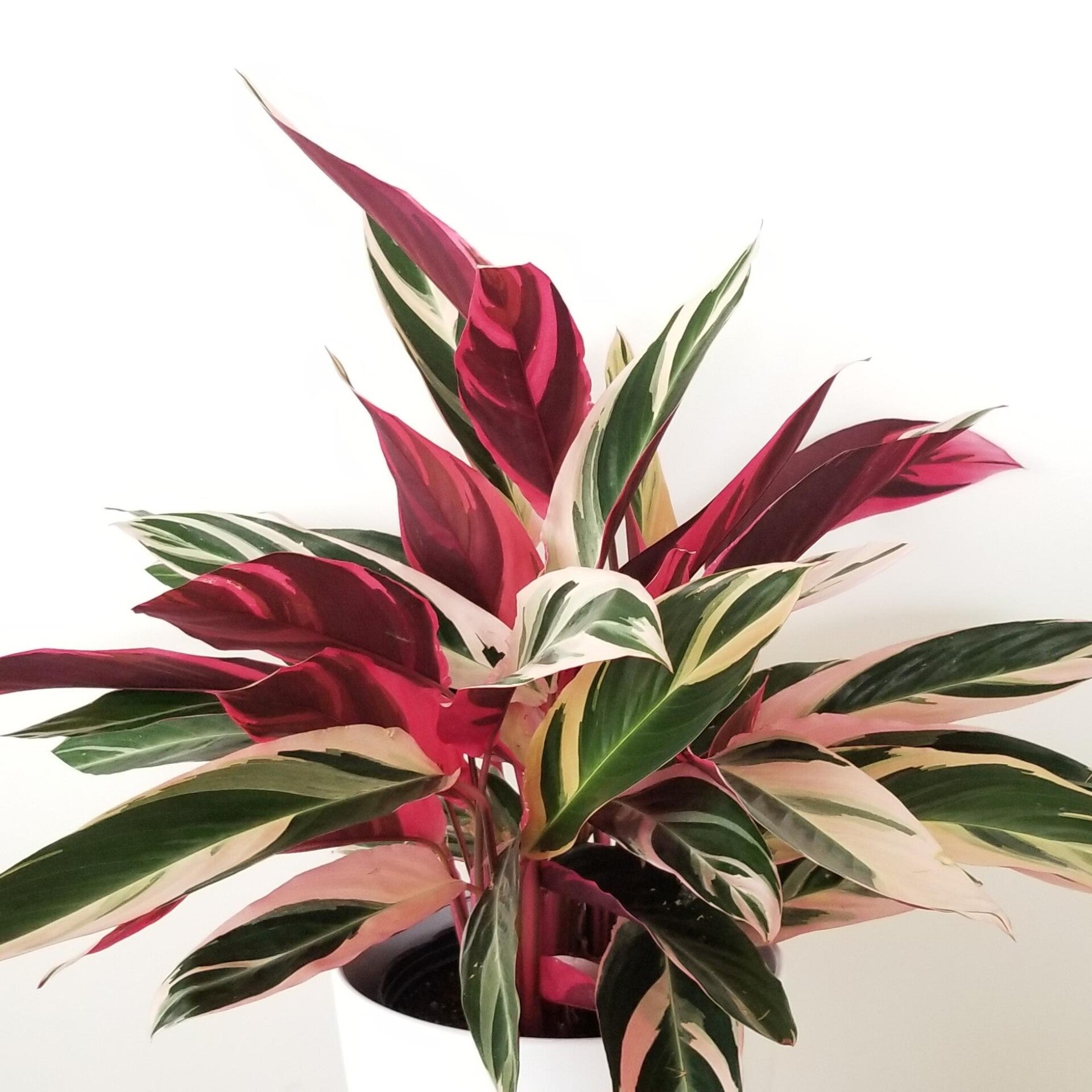 CALATHEA TRIOSTAR (STROMANTHE)