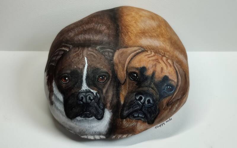 boxer2-standard.jpg