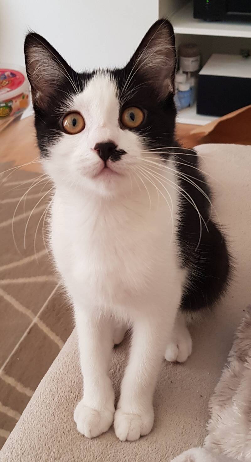 charlie-1-standard.jpg