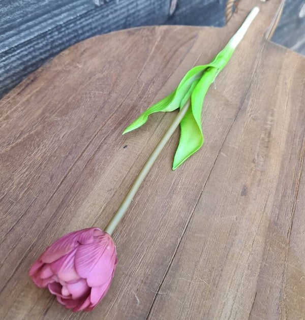 Tulp paars - 2 soorten