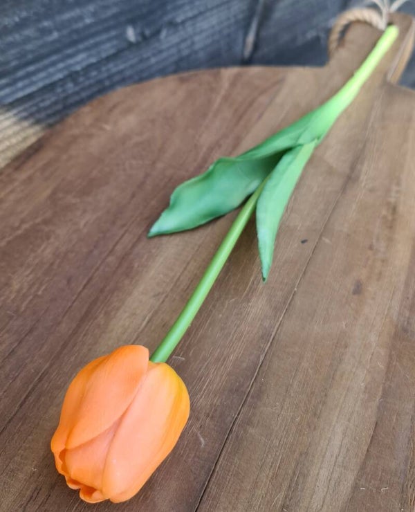 Tulp oranje - 2 soorten