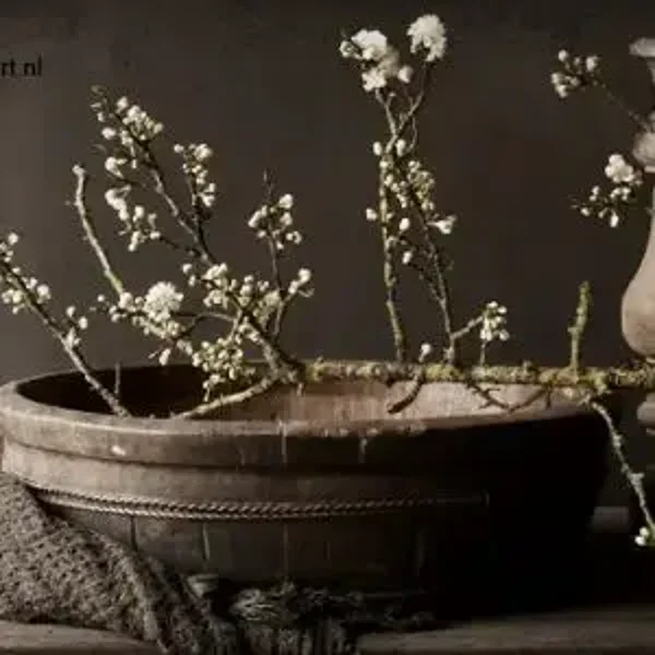 Spatscherm bak witte bloesem