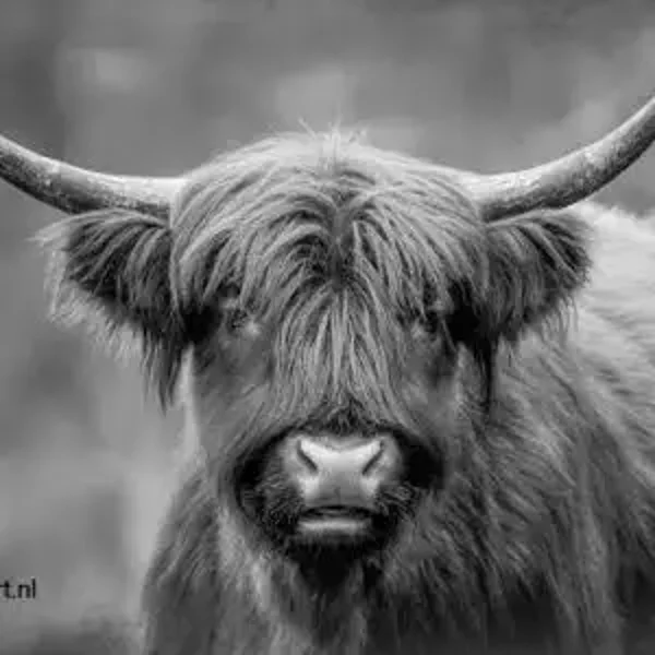 Spatscherm Hooglanders