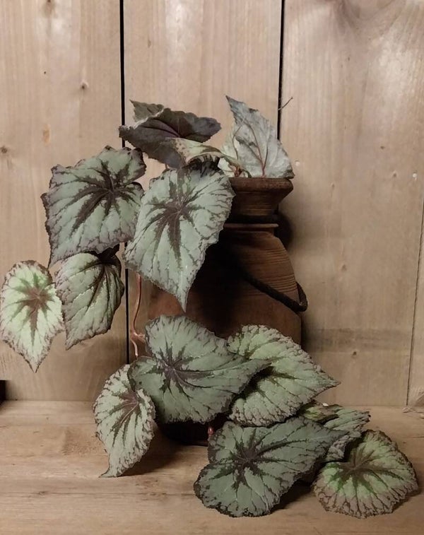 Hangplant begonia blad