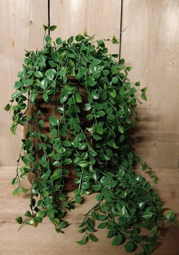 Ficus hang plant